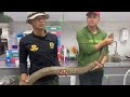 Soldiers carry a giant king cobra to a vet for treatment