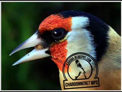 TÉLÉCHARGER CHANT CHARDONNERET DALGERIE ROYAL TOP CHANT COMPLET CHANT CHARDONNERET DALGERIE ROYAL TOP CHANT COMPLET