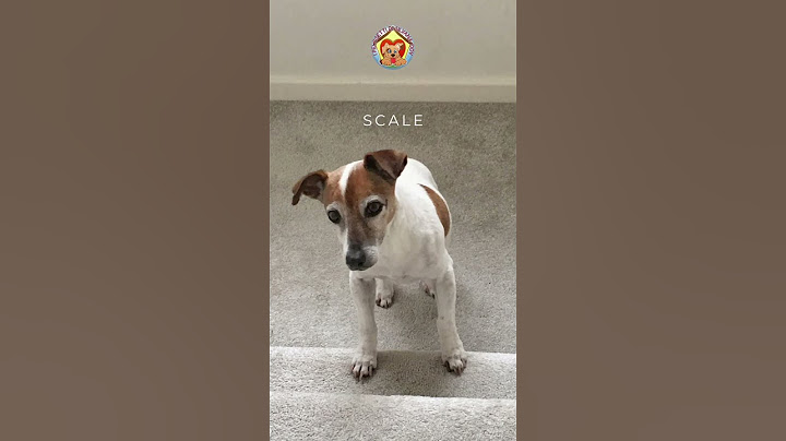 Scopri le 5 paure e fobie più comuni nei cani. | #amorepericani  #cani