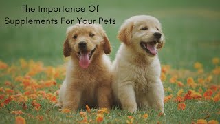 The Importance Of Supplements For Your Pets by Giggling Paws and Pets 5 views 3 years ago 3 minutes, 1 second