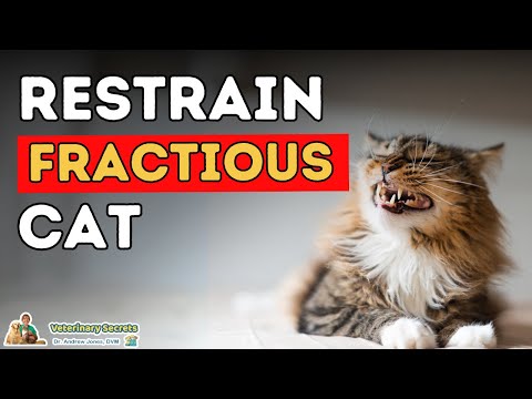 Video: Cat Claw Caps: Sind Cat Nail Caps eine gute Alternative zu Declawing?