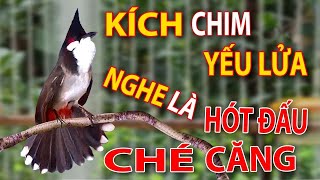 Luyện chào mào hót sáng, QUÁ HAY - CHÉ KÍCH BỔI CĂNG ĐÉT, luyện chào mào hót căng lửa, chao mao