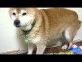 なんだ!?地震かっ!?爺ちゃん柴犬shibainu