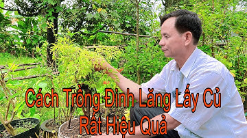 Bí Quyết Trồng Đinh Lăng Siêu Củ, Rễ Tha Hồ Ngâm Rượu Bồi Bổ Cơ Thể, Chữa Nhiều Bệnh