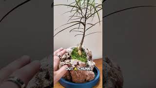 Would You Try This Plant Craft? Diy Pumice Rock Planter