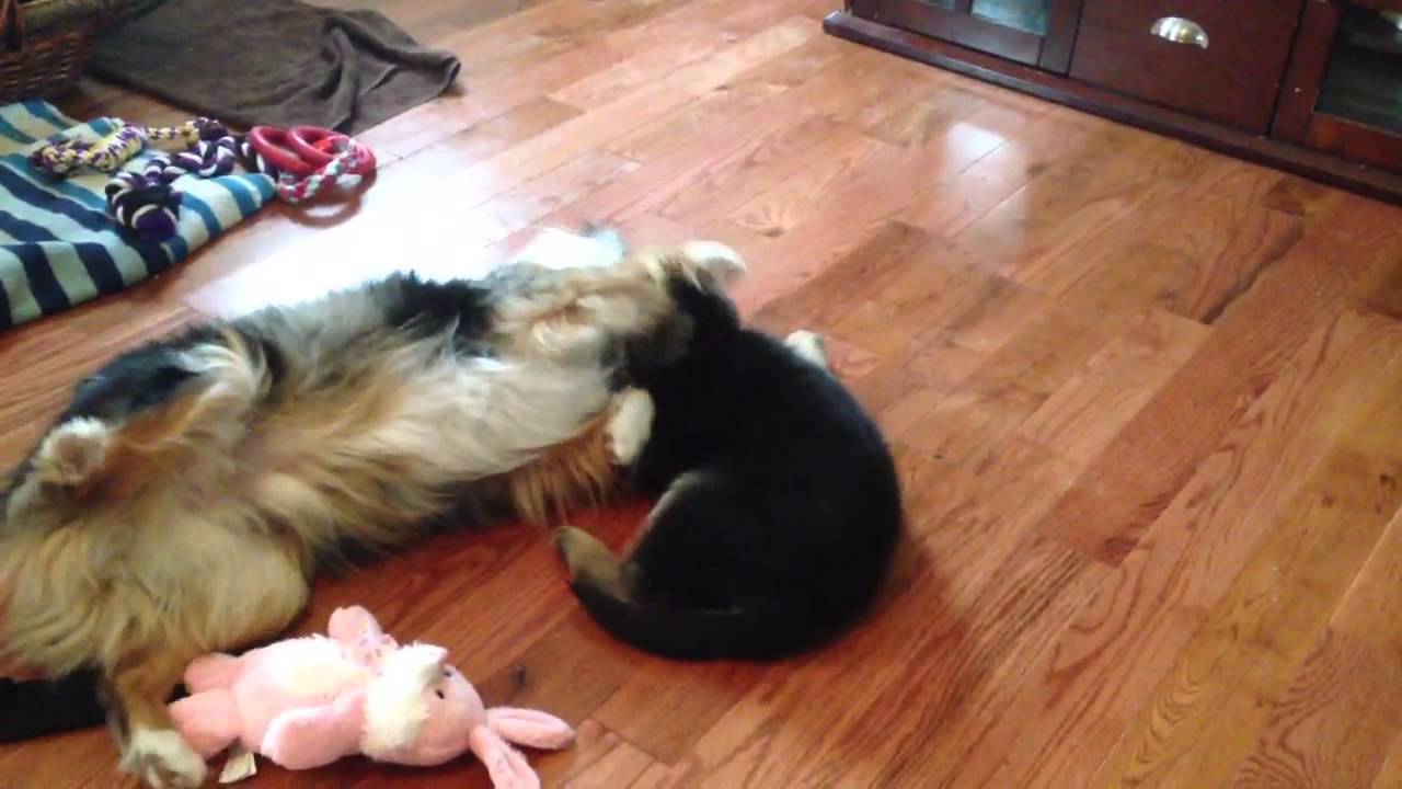 australian shepherd yorkie puppies mini australian shepherd playing with german shepherd puppy youtube australian shepherd yorkie puppies mini australian shepherd playing with german shepherd puppy youtube
