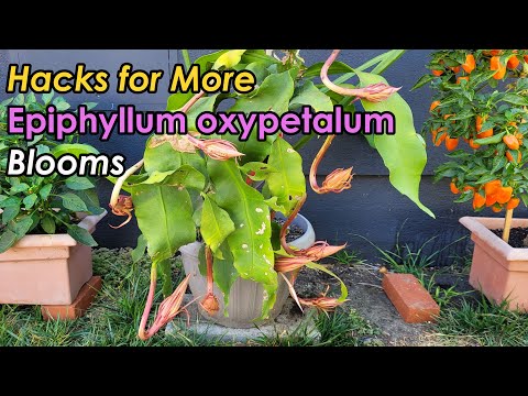 How To Get Epiphyllum Oxypetalum To Bloom More Flowers |Tricks To Boost Epiphyllum Blooms