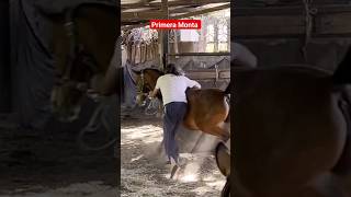 PRIMERA MONTA &quot;ARMONÍA AL ALCANCE : LA CONQUISTA DE LA CONFIANZA CON UNA YEGUA ANGLO ÁRABE &quot; #horse#