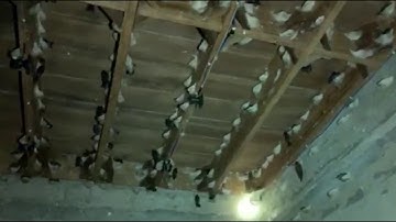 Inside swiftlet house