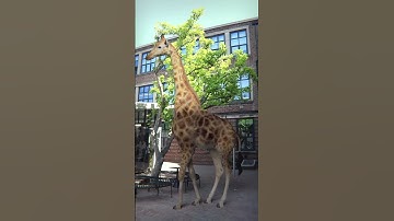 Giraffe made from scratch in blender :) #blender #3dmodeling #lighting #motiontracking #retopology