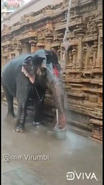 Srirangam temple elephant andal and laxmi enjoying the rain|Full video check our chennal
