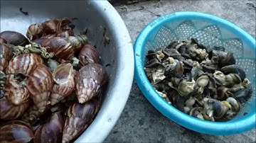 Ốc SÊN xào chuối xanh phối lá lốt, lạ miệng - bổ dưỡng - dễ làm