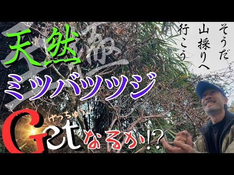 まりさん様。奇跡の山採りミツバツツジ。 まりさん様。奇跡の山採り