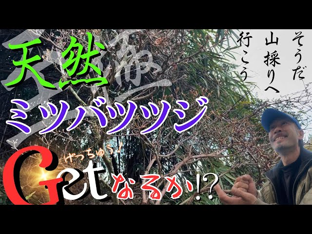 まりさん様。奇跡の山採りミツバツツジ。 YouTube