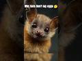 Why Bats Don’t Lay Eggs?