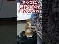 ネッコの動画で癒されたら寝ろwww #2ch #2ch動物スレ #2ch面白いスレ #動物 #犬 #猫 #癒やし #ねこ動画#ねこ