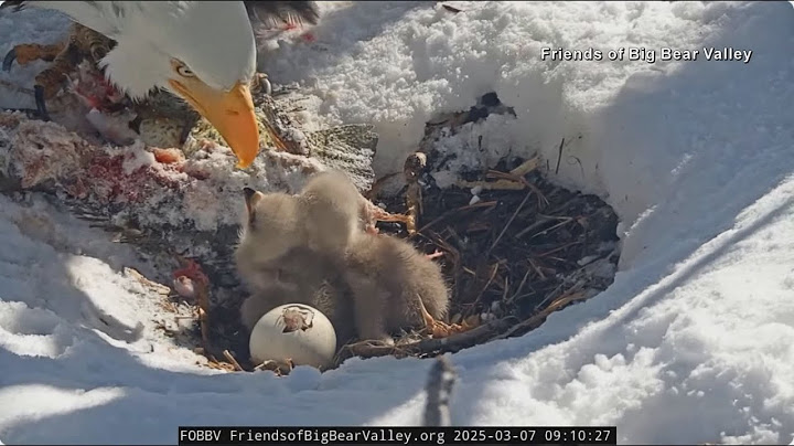Beloved Big Bear eagles' third egg hatched