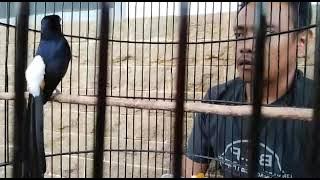 Tembakan andalan Murai Buser RBF cagak 23 besetan kasar pedas rasa tengkek buto