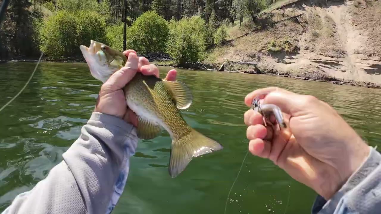 Spawn on Lake Spokane.   Fish were Not big but plentiful.  Lots of Action 🎣