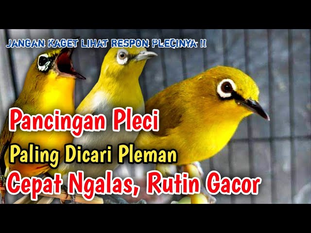 Pancingan Pleci Efektif Agar Cepat Ngalas Dan Rutin Gacor - Terapi Pleci Buka Paruh class=