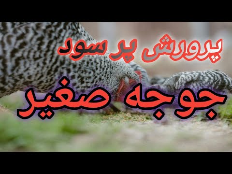 آموزش پرورش جوجه بومی سود پرورش جوجه بومی مرغ محلی جوجه محلی