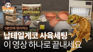 납테일게코 사육세팅 방법! 5분으로 끝내드립니다😎 ｜knobtailed gecko, How to set up breeding?
