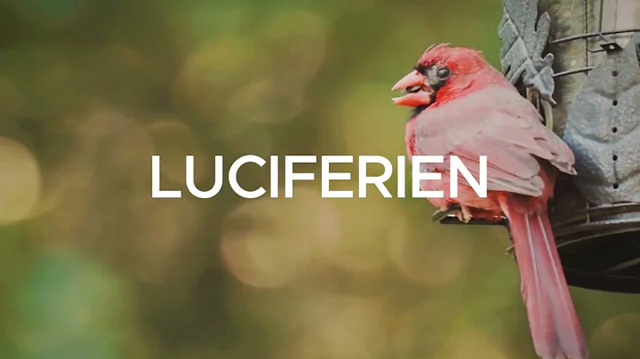 What's Behind The Firefly's Glow | What's Inside?