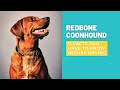 11 Facts To Know Before Buying Redbone Coonhound Dog