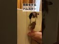 懸垂をするハムスター