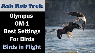 Best Settings for Birds in Flight for the Olympus OM-1 & Video Montage at Conowingo Dam ep.440