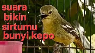 💥SUARA YANG AKAN SIRTUMU BUNYI KEPO #VIDEO #youtube #17 agustus terbaik 