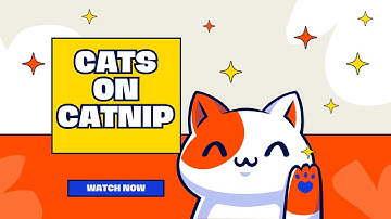 Cats on Catnip: The Ultimate Playtime Frenzy! 🐾