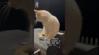 #cat #fademan #fade #colonelsanders #old #oldman #sweet