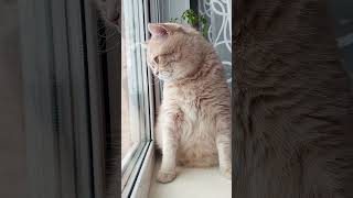 Наблюдатель! The Watcher!👀 #Shorts #Котики #Кошки #Cats #Funnycats