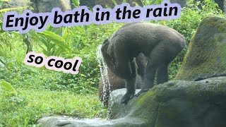 Gorilla Iriki & Tayari enjoy in the rain. How about D'jeeco? / Iriki&Tayari喜歡下雨天 ,至於D'jeeco呢?