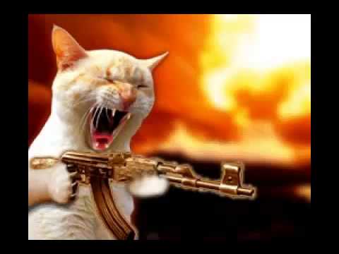 Diferentes tipos de gatos - YouTube