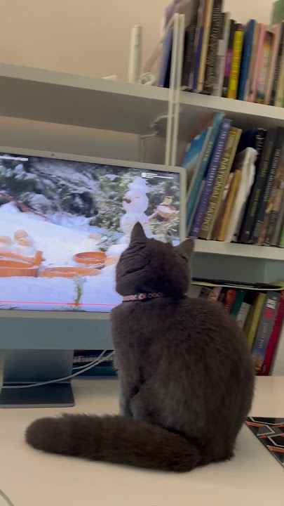 Meow Meow from Lucy  #catlovers #youtube #viralvideo #follow4follow #cats #2024 #pets #foryou #meow