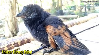 Anakan burung bubut