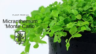 Micranthemum 'Monte Carlo'