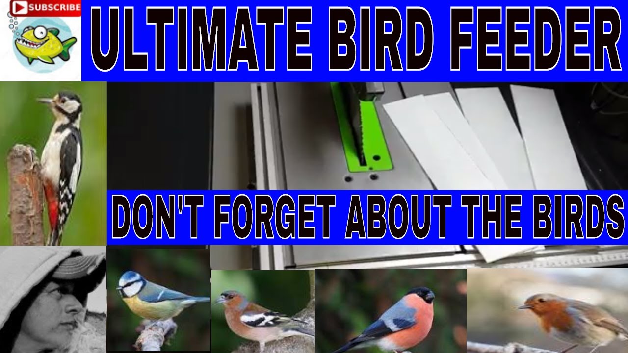The Best Bird Feeder Youtube
