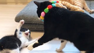 【笑撃のラスト】絡み過ぎて激怒された子猫