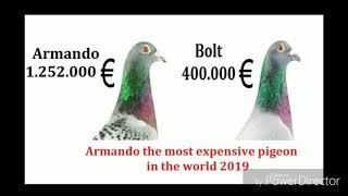 The Most Expensive Racing Pigeon In The World