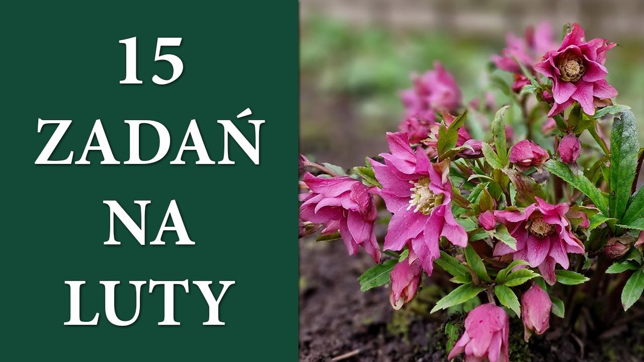 Prace ogrodowe na LUTY / Luty w ogrodzie / Wysiewy, cięcia, pędzenie / MrsGarden