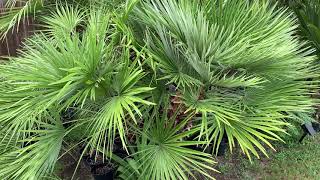 Grow European fan palms in Central Texas