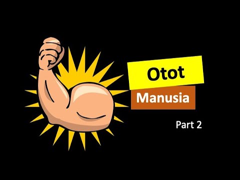 Video: Otot mana yang menghasilkan torsi?