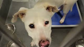 acs A655089