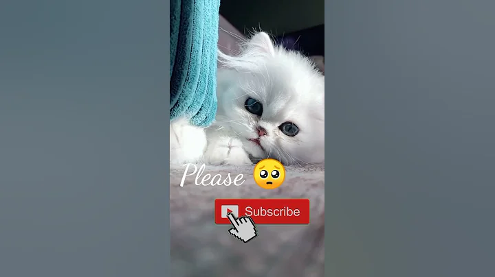 Watch the video about Cute Cat - Black white persian kitten playing the rope | Cute Meow