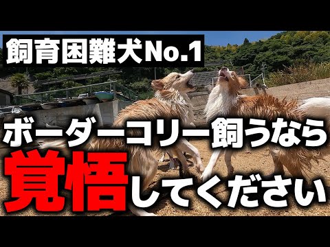 【飼う前に必ず見て】これを見てもボーダーコリーを飼いたいと思いますか?|賢さNo 1が裏目に出る“落とし穴”とは?