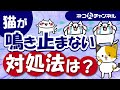 猫がずっと鳴き止まない原因と無駄鳴きをやめさせる方法!