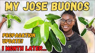 I have TOO Many Jose Buonos!| Philodendron Jose Buono Propagation Updates